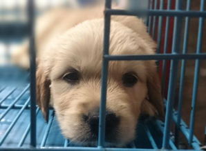 2,3个月的拉布拉多犬在家已经关笼子还是放出来养 