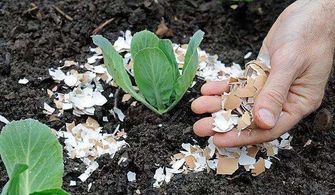 养花肥料怎么用,盆栽花卉如何施肥最合理？