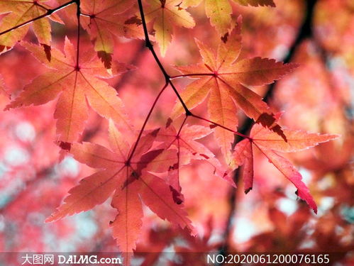 秋季美丽的枫叶摄影图片