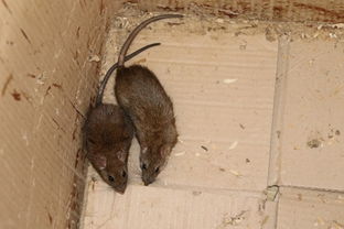 张健旭组研究发现小型老鼠用气味抑制大型老鼠而促进分布区北扩和入侵 