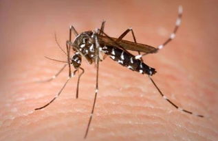 为什么蚊子总爱咬你 血型 NO 这类人才最受蚊子 青睐