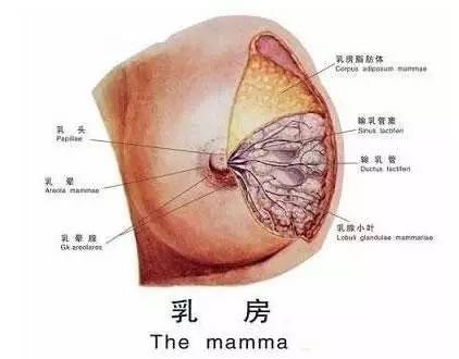 人人可用的乳腺增生治疗法