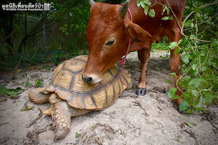 有爱 海龟和小牛成为好朋友,相互依靠 