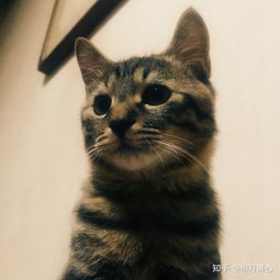 为何那么多捡到的猫都表现不好,捡来的狗确很少听说过这个问题 