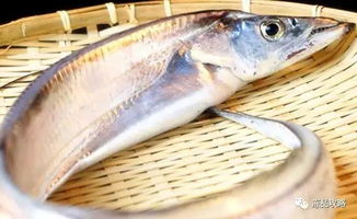 国产东海带鱼竟能靠人养活了