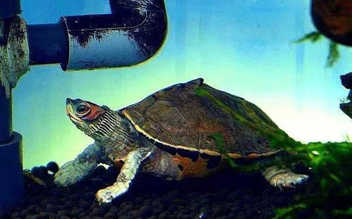 龟龟为什么会溺水 怎样预防龟龟溺水