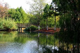 芦荡湖湿地公园