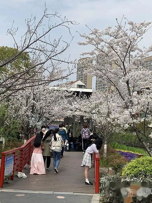 樱花烂漫,宁波这小区浪漫如纳尼亚 樱花公园也已到最美时分