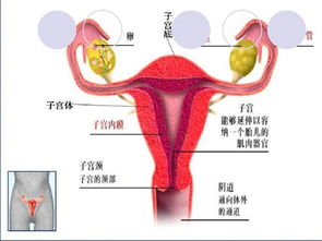 原创输卵管堵塞带来的危害，对女性而言是极其严重的，尤其是最后一点