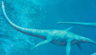 史前十六大海洋巨兽,咬合力达36吨的巨齿鲨排第四 3
