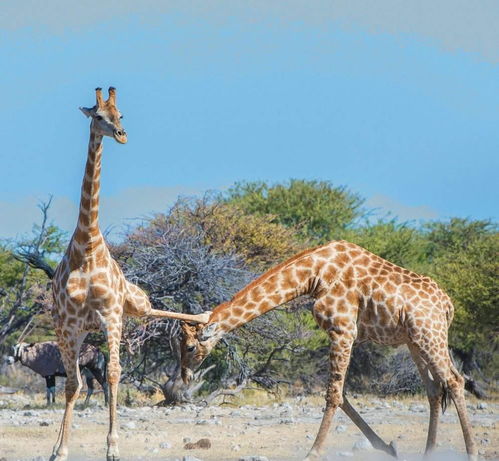 长颈鹿 交配时间最短的动物