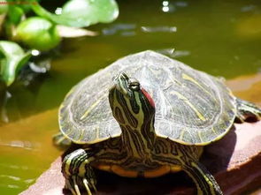 大的成年巴西龟怎么养？