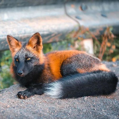 加拿大的一位摄影师拍到的黑橙相间的狐狸,意外的很酷 