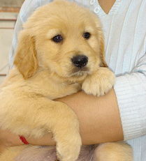 标题 上海出售金毛犬上海哪有卖纯种金毛幼犬多少钱上海金毛价格 