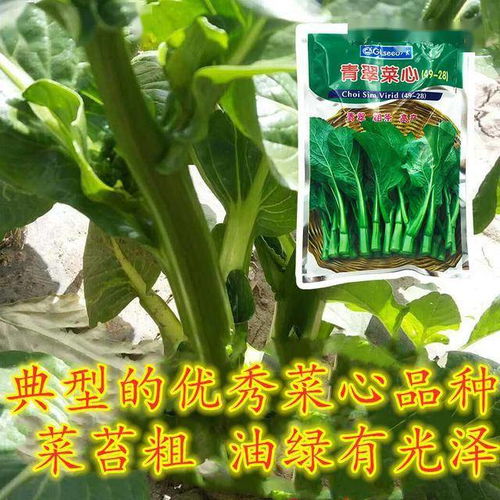 7月种菜早知道 这些蔬菜,农户都该要种了