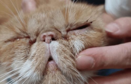 猫疱疹病毒 猫鼻支 的介绍