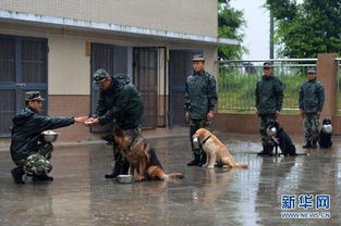 神犬奇兵