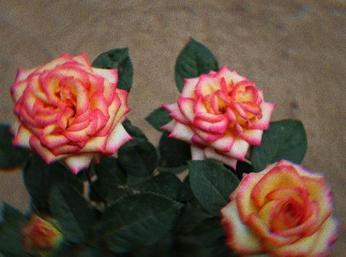 月季花和蔷薇花的区别,蔷薇与月季的区别？