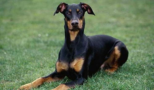 俄罗斯唯一一只柯基警犬退休,在三千年前,警犬已经是人类好帮手