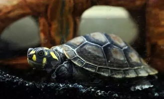 黄头侧颈龟能在水下呼吸？