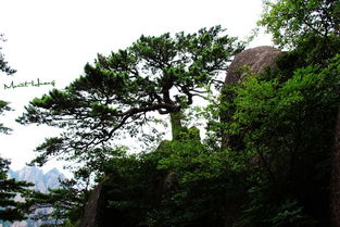 痴梦到徽州 黄山 宏村 卢村 黎阳in巷 屯溪老街