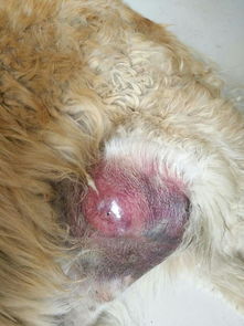 狗狗身上长了一个肿瘤 
