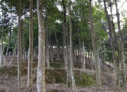 大山里农民上山里砍柴,这树木不要砍错,它可是国家2级保护植物