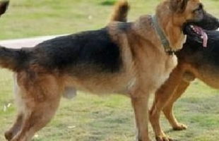 库瓦斯犬训练,给库瓦斯犬修剪指甲,库瓦斯犬冬季感冒的预防 