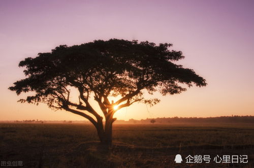 心理测试 你会在哪棵树下看书,测出你如何提高自己的愉悦感