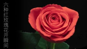 摩羯座的玫瑰花 摩羯座的玫瑰花是什么花