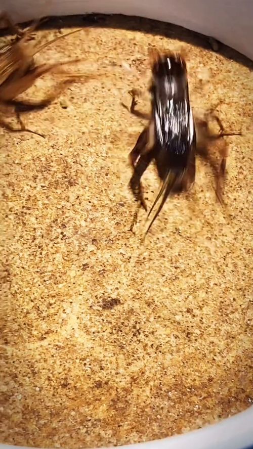 蛐蛐人工饲养繁殖方法,蟋蟀白虫为什么大