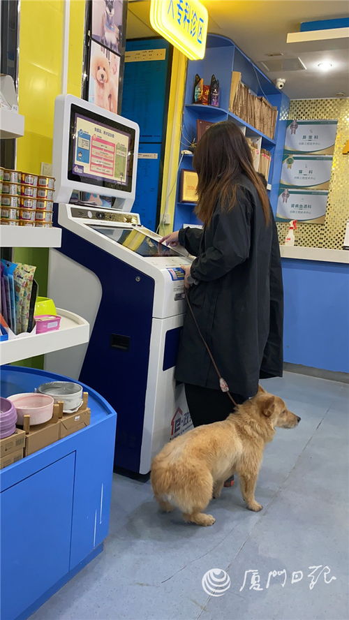 全省首创 在厦门岛内免疫证 养犬证等业务可就近办 线上办
