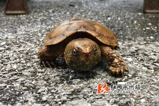 永州双牌阳明山发现国家一级保护动物鹰嘴龟 