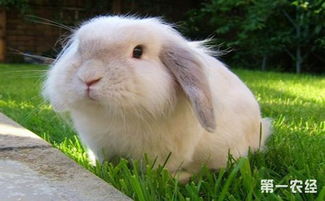 美国长毛垂耳兔吃什么 长毛垂耳兔寿命多长