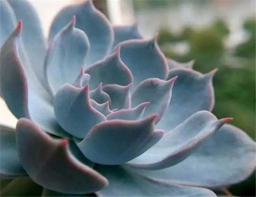 蓝石莲盆栽养护管理技术,蓝姬莲和蓝石莲哪个好养