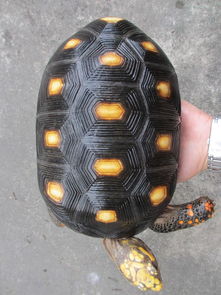 哥伦比亚红腿陆龟图册 