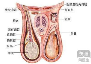 睾丸疼痛吃什么药,睾丸疼痛可以吃以下药物