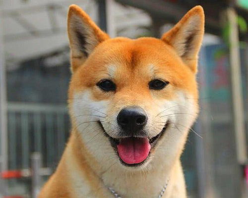 柴犬是日本的国宝狗,那中国的国宝狗是什么