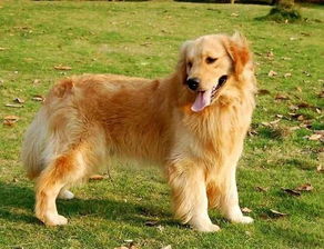 纯种金毛犬的特征,纯种金毛犬辨别方法？