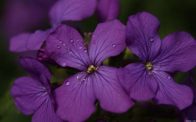 紫罗兰花语高清图片,紫罗兰花语图片大全