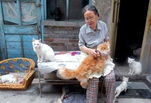 85岁史占吉收养200流浪猫