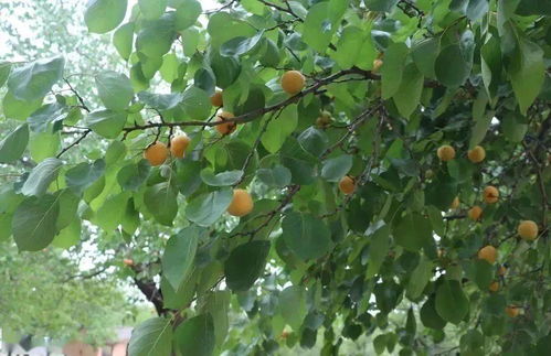 梦见又大又黄的杏子和熟了的葡萄(梦见杏子葡萄是什么意思)