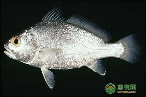 它被誉为 黄金鱼 ,身价百万,未有人工养殖,是重点保护动物