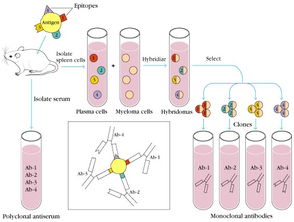 为什么制备单克隆抗体时要用已免疫的B淋巴细胞 为什么用选择培养基选出杂交瘤细胞后还要进行抗体阳性检测