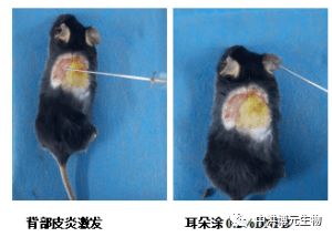 实验专栏丨小鼠皮炎模型
