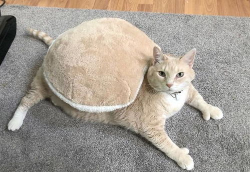 体重30斤的大橘猫,为减肥变成网红,而且还长着一对 点赞手