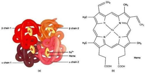 超级强大的磁铁可以吸走血液中的铁吗 宇宙中最强磁体是什么