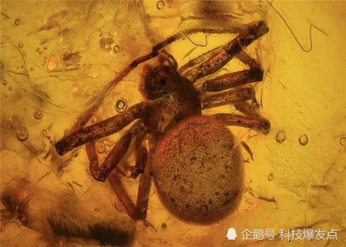 4100万年前的琥珀中,科学家发现交配的苍蝇,可惜没能完成
