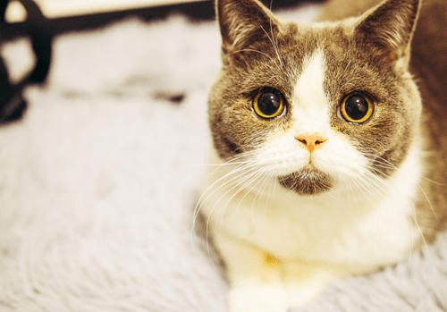 猫癣用什么消毒剂给全家里