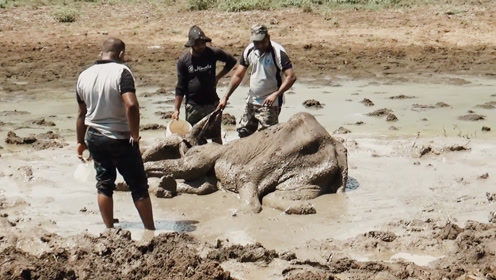 大象被困泥潭中,被人们救出来时,饿的只剩 皮包骨